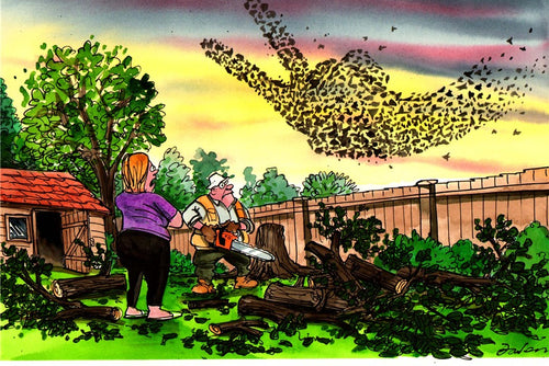 Starlings
